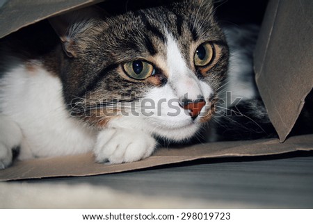 cat hiding in a bag