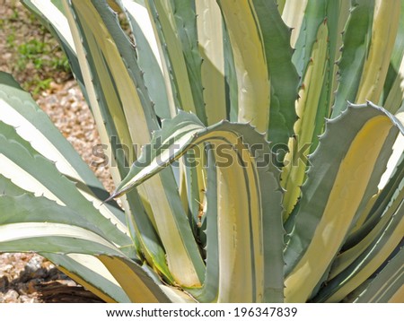 A striped aloe plant lends gesture and decorative striped elements to the desert garden or wilderness landscape.