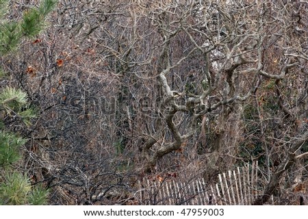 A tangle of gestural trees, vines and saplings at the edge of a saltwater marsh.