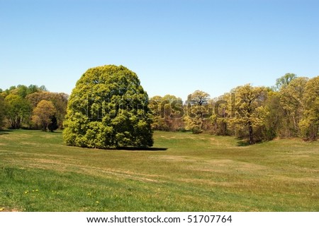 Peaceful park scene with trees and sprawling lawn.