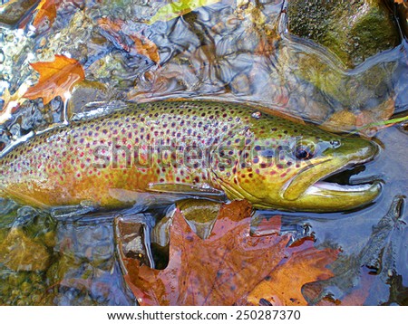 Post Spawn Brown Trout