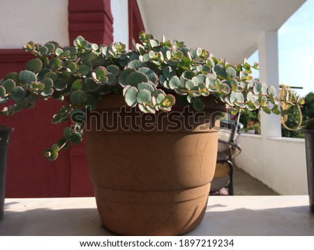 Beautiful potted flower with green leaves Stok fotoğraf © 