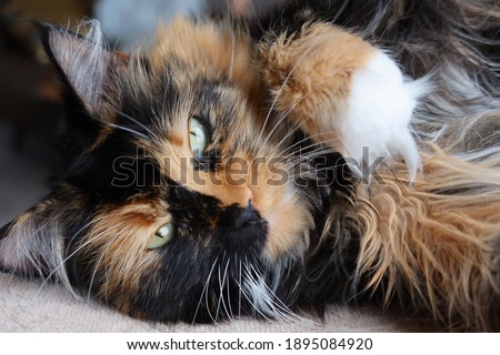 Similar – Foto Bild calico maine coon Katze mit Kätzchen versteckt unter flauschigen Fell