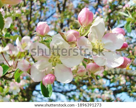 Apple tree in Blossom in May Сток-фото © 