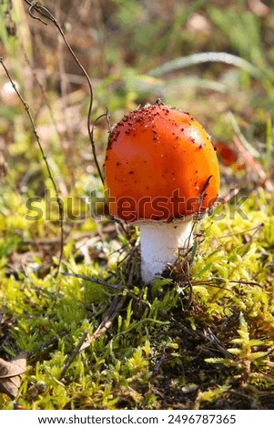 Similar – Image, Stock Photo little mushroom head