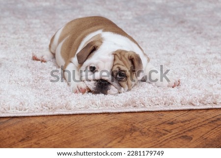 Similar – Foto Bild Englische Bulldogge Welpe auf der Straße