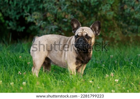 Similar – Image, Stock Photo cute brown french bulldog sitting on the bed at home and looking at the camera. Funny dog listening to music on white headset. Pets indoors and lifestyle. Technology and music