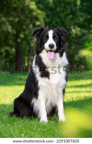 Similar – Image, Stock Photo Close-up of a border collie dog running through the woods