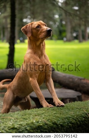 Red Fox Labrador Stock Photos Stock Images And Vectors Stockfresh