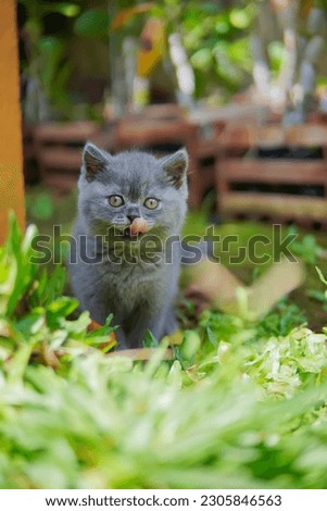 Similar – Image, Stock Photo british shorthair kitten jumping off table on gray background with copy space