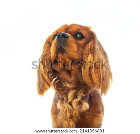 Puppy  Cavalier King Charles spaniel. White background. Portrait of a curious brown spaniel with floppy ears. Dog training, classes, Lovely pets. Photo stock © 