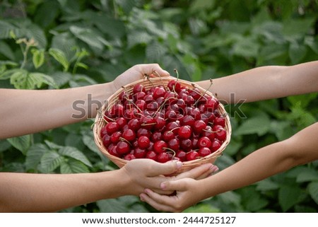 Similar – Image, Stock Photo ripe cherries are picked from the tree