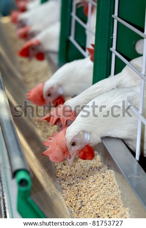 White chickens in sections