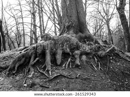 Exposed roots and bare soil of old linden in city park at early spring. Black & White