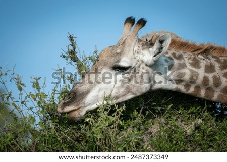 Similar – long eyelashes Environment