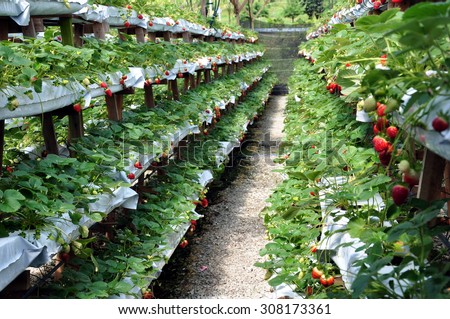 strawberry trees in white plastic planting bags in rows of multistory wooden shelves