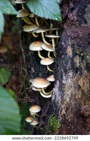 Similar – Image, Stock Photo little mushroom head