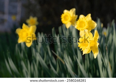 Similar – Image, Stock Photo Bright Yellow Daffodil