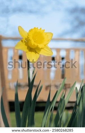 Similar – Image, Stock Photo Bright Yellow Daffodil