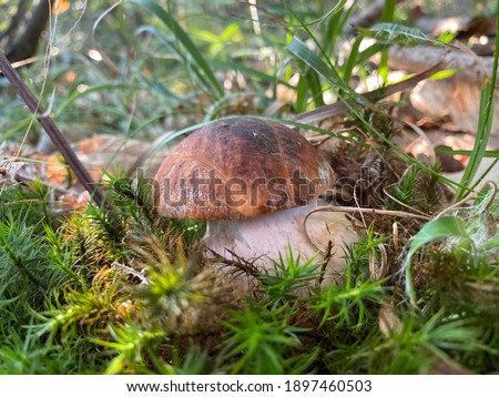 Similar – Image, Stock Photo forest mushroom boletus