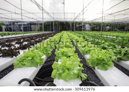 Organic vegetable in farms, which grow in water.