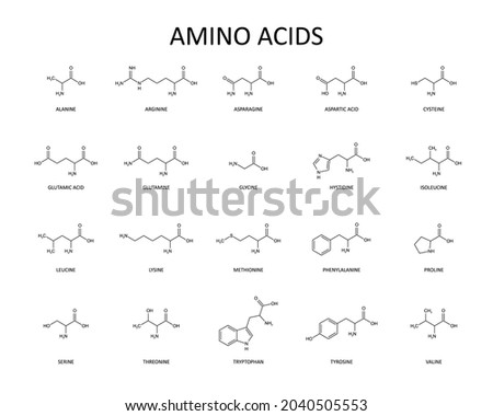 Amino acids list. Skeletal chemical formula. Vector editable