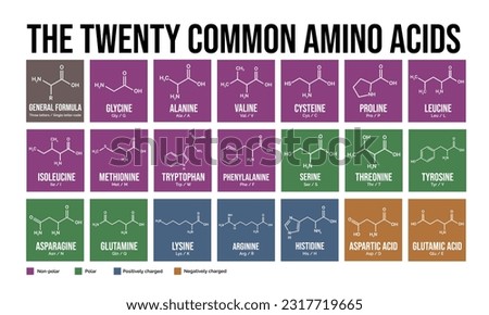 The twenty common amino acids