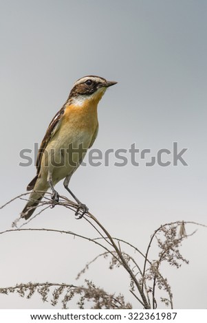 Whinchat catches mosquitoes sitting on a branch and sings his song