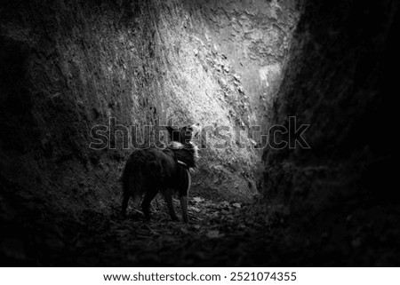 Similar – Image, Stock Photo Dog in the light Sunlight