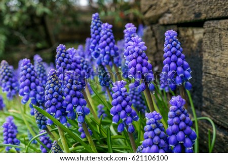 Similar – Image, Stock Photo grape hyacinth Muscari