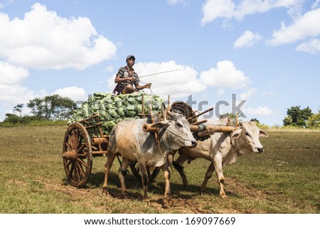 SHAN STATE, MYANMAR - NOVEMBER 1:Farmers  sit on top of the load as they carry the cabbage crop from fields to market by ox and cart November 1,2013 in the Shan State, Myanmar.