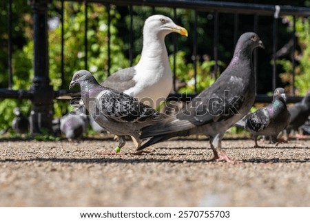 Similar – Image, Stock Photo Seagull in focus