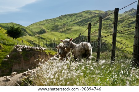 Two sheep on New Zealand farm.