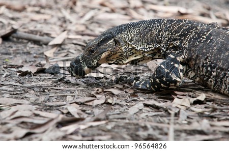 Australian goanna or lace monitor lizard.