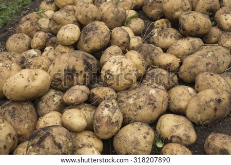 Harvesting potatoes. Fresh organic potatoes on the ground and shovel.