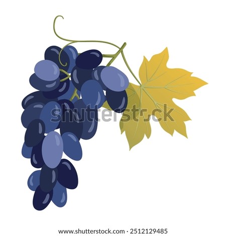 Grape bunch. Blue grape crown. Vine fruit for juice, wine packaging design, card, and banner. Vector hand drawn illustration on a white background.