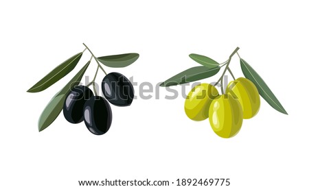 Olive hand drawn branch with green and black olives isolated on white background. Vector illustration