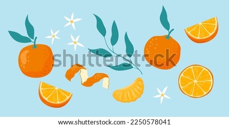 Mandarin or tangerine set with leaves. Citrus fruit cartoon flat style