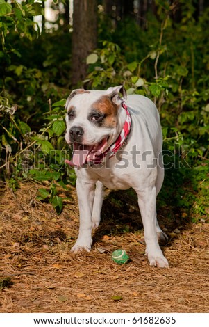 nice and beautiful white bulldog wearing neckpiece on american flag and watching over its small green ball shoot in autumn forest using a flash strobe