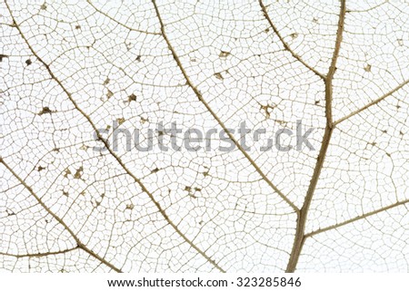 skeleton leaves