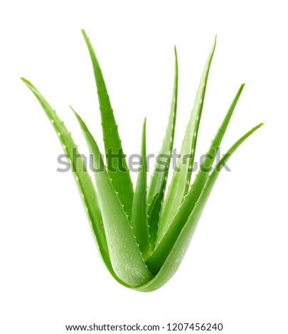 Similar – Image, Stock Photo Aloe Vera Plant Nature