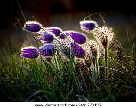 Similar – Image, Stock Photo Flowering grass backlit