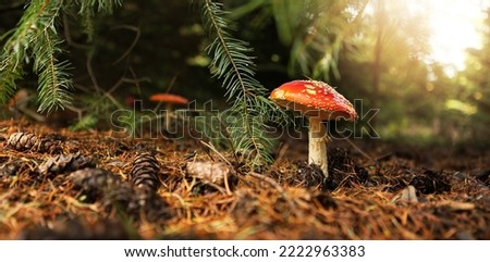 Similar – Image, Stock Photo Mushroom in moss Forest