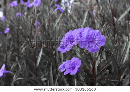 Purple Balloon Flower in garden - (Color Splash)