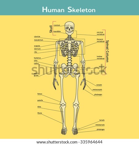 Illustration Of Skeletal System With Labels. Human Skeleton. Vector ...