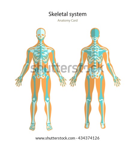 Anatomy Guide Of Human Skeleton. Anatomy Didactic Board Of Human Bony