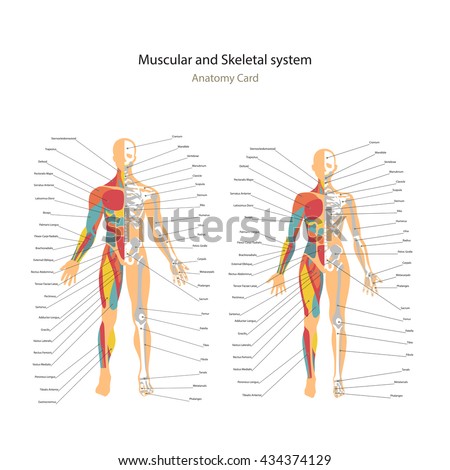 Male And Female Muscle And Bony System Charts With Explanations ...