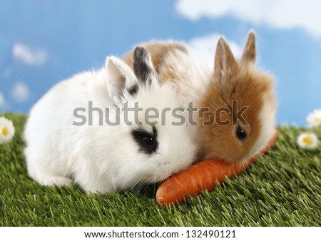 Two rabbits bunnies eat carrot on green grass