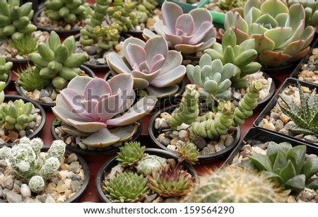 Colorful cacti succulents