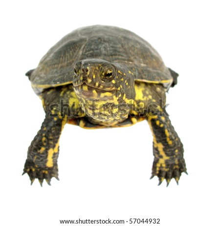 Turtle Tortoise Terrapin Stock Photo 57044932 : Shutterstock